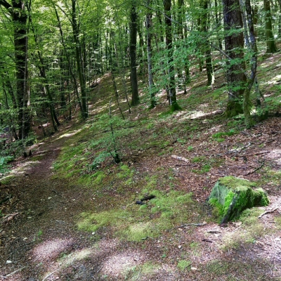 Bois de Chênes, Genolier, Suisse