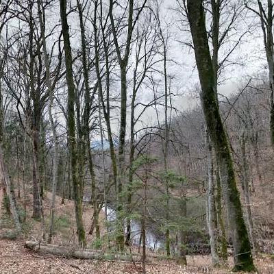 Lac vert, Bois de Chêne, Genolier, Suisse